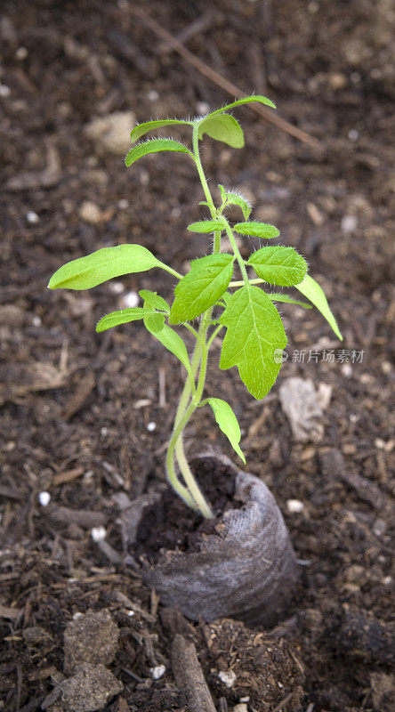 传家宝番茄幼苗，种植于园林土壤，自产