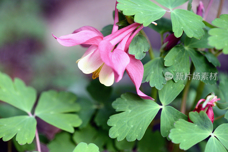 花坛上的一种白色粉红色的耧斗菜花