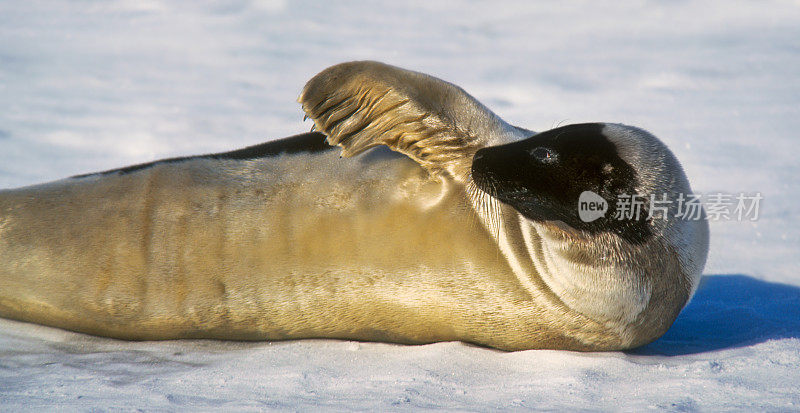 格陵兰海豹