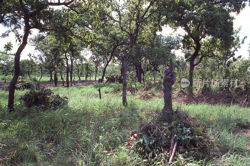 非洲加纳北部的热带草原灌木和空地，用于转移农业