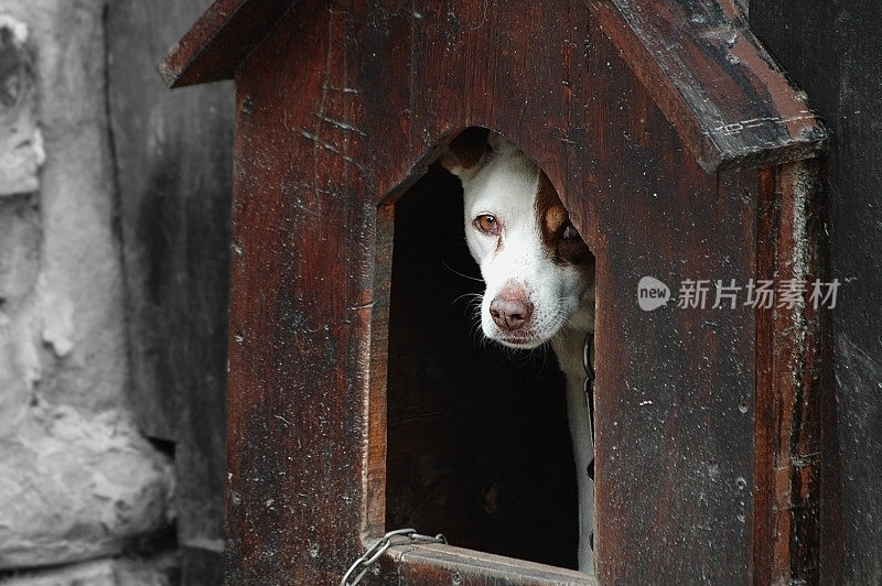 狗屋