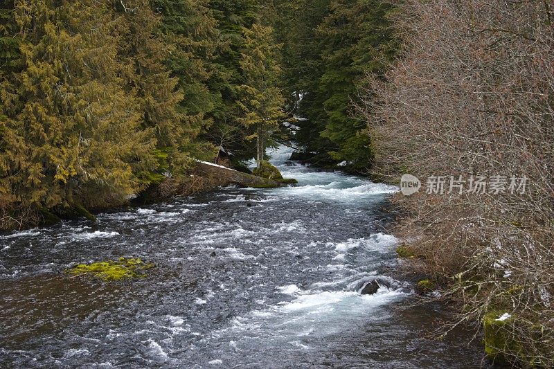 野生麦肯齐河