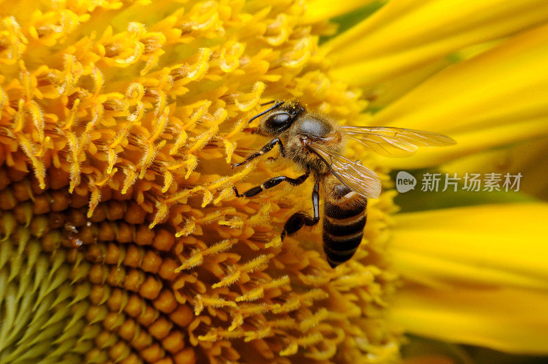 蜜蜂与花朵。