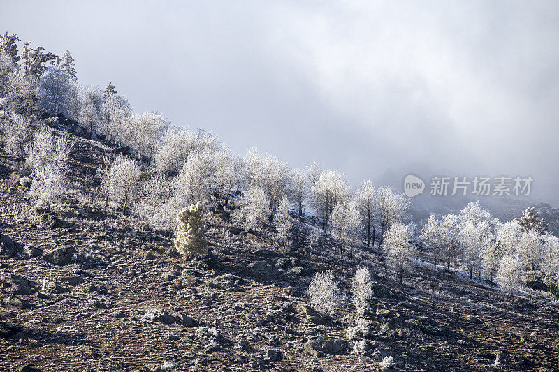 白雪覆盖了中国新疆喀纳斯湖附近的树木