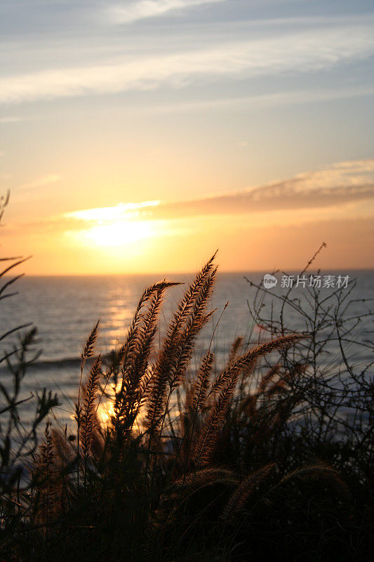 芦苇和海洋日落