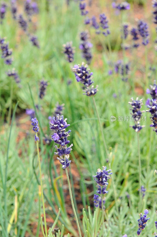 薰衣草(薰衣草花angustifolia)