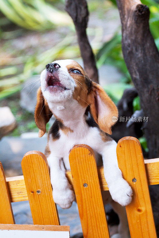 打呵欠的小猎犬