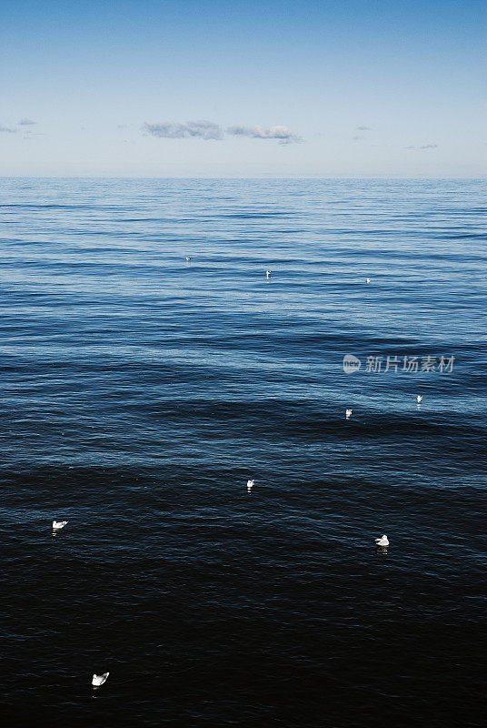 波罗的海Usedom岛海面上漂浮的海鸥