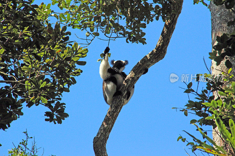 马达加斯加:Andasibe-Mantadia国家公园的大狐猴