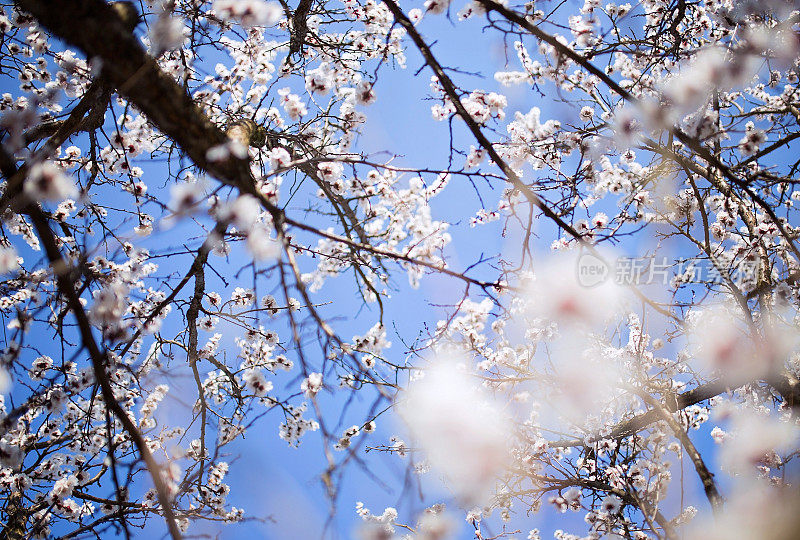 美丽的樱花