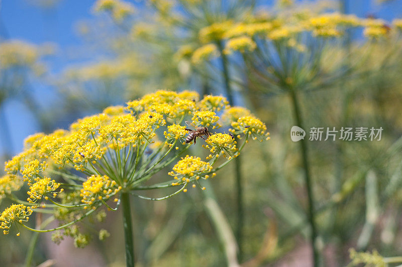 茴香的花