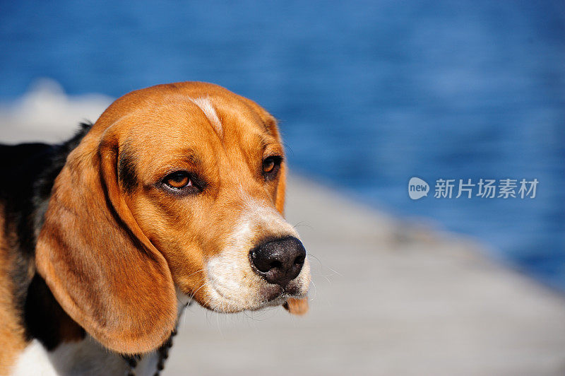 小猎犬幼犬，背景是大海