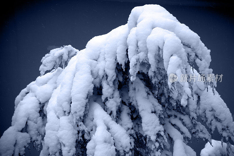 树上的雪