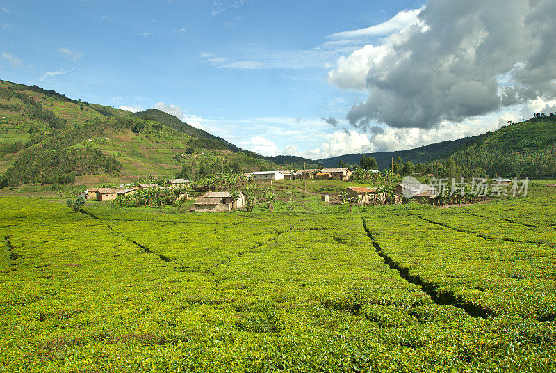 非洲的田地，位于非洲中心的茶园