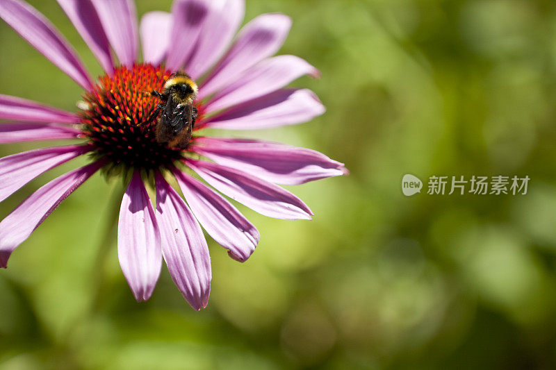 粉红色的夏花