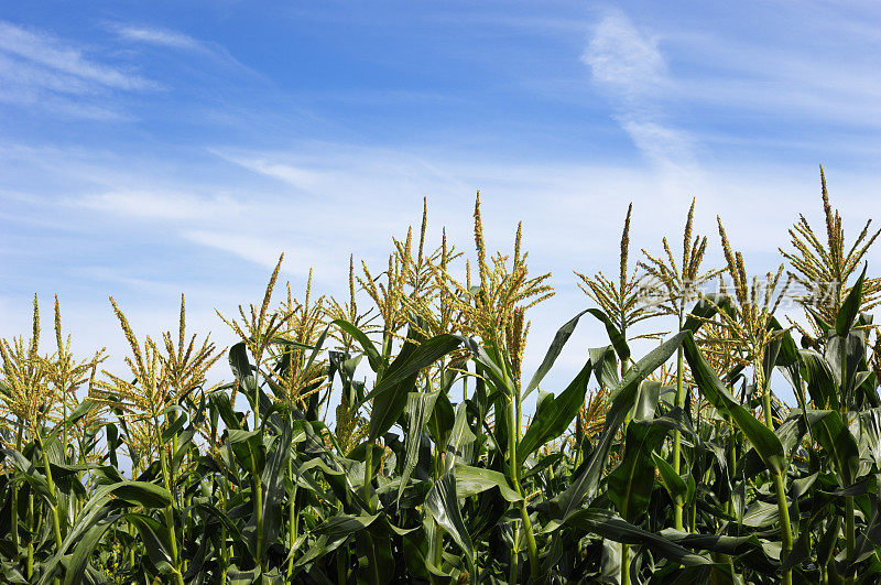 玉米秸秆顶部的特写与云的背景