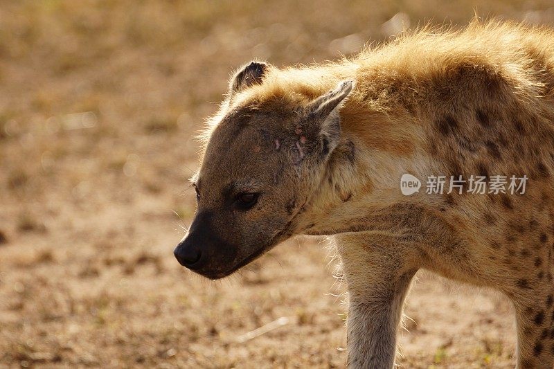 斑点鬣狗