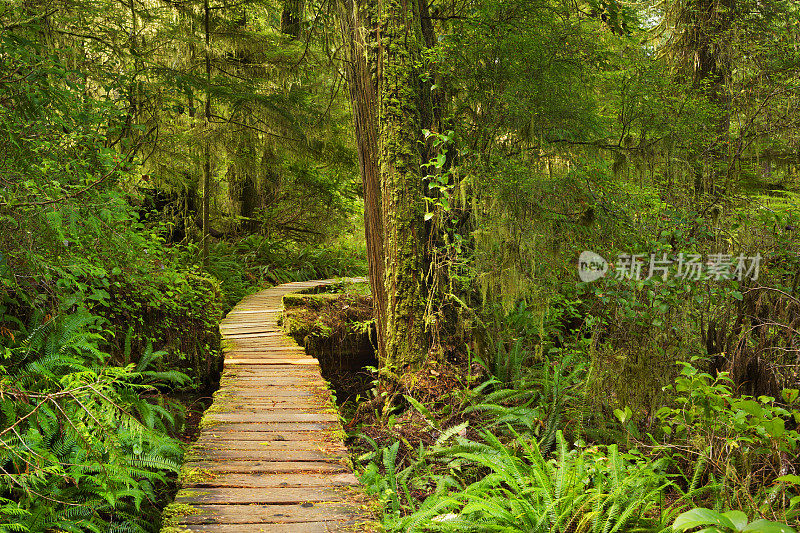 穿过茂密的雨林的木板路，环太平洋的NP，温哥华岛，加拿大