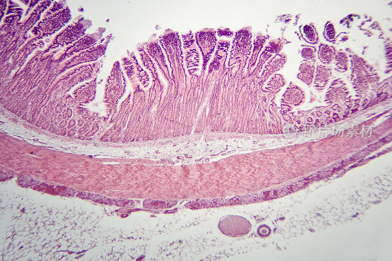 显微镜下的狗回肠