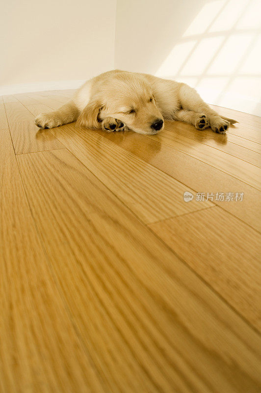 可爱的小狗睡在硬木地板上