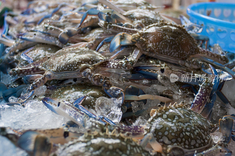 海鲜，冰上的蓝蟹