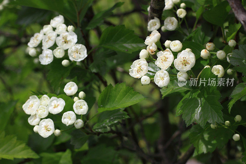 《山楂树之恋》花朵