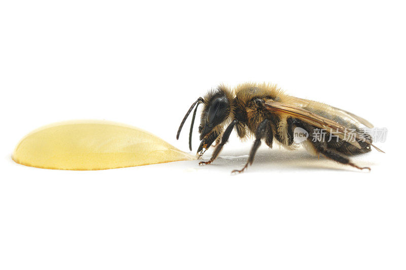 疲倦的蜜蜂在吃蜂蜜