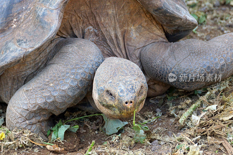 加拉帕戈斯tortoise