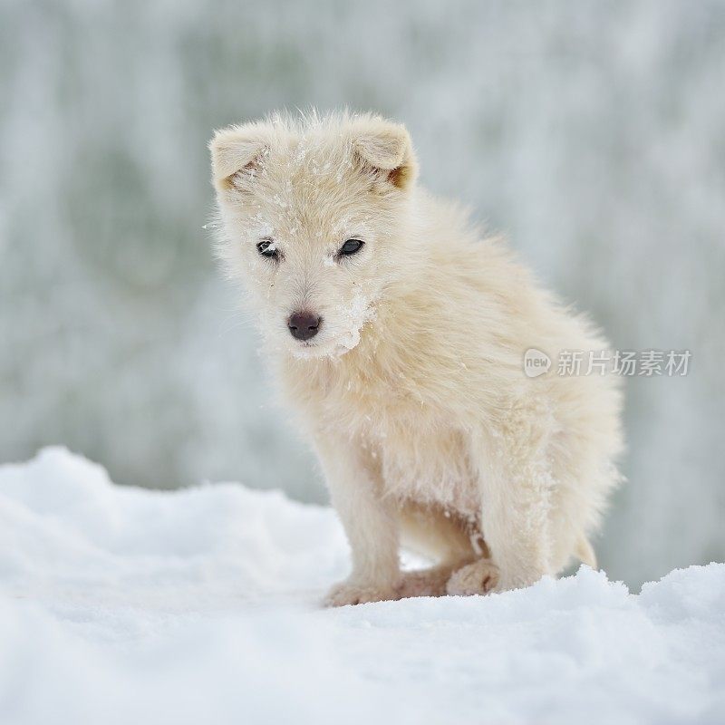 小白狗冬天在户外