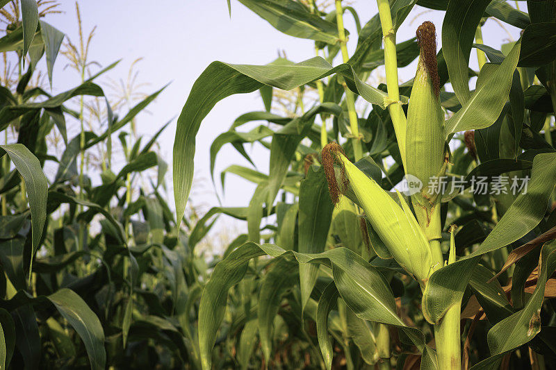 田里成熟的玉米。