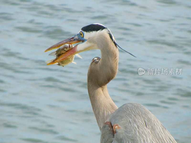 大蓝鹭和鱼