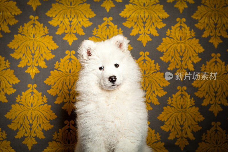 正式萨摩耶小狗肖像与维多利亚图案的背景