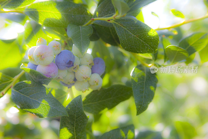 密歇根蓝莓刚刚开始成熟的布什