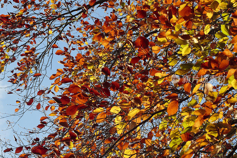 铜质山毛榉秋天的叶子呈橙红色