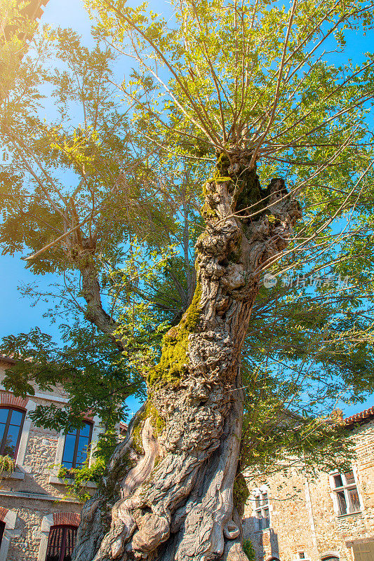 古老扭曲的树干在法国中世纪村庄的佩鲁日