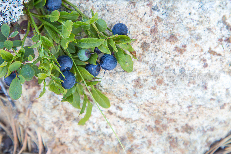 野生蓝莓果