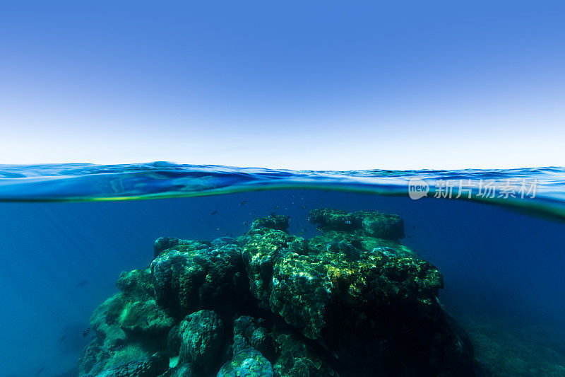 大堡礁上的珊瑚波米