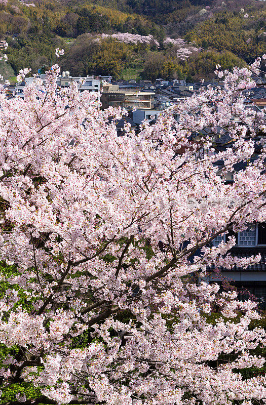 日本石川县金泽