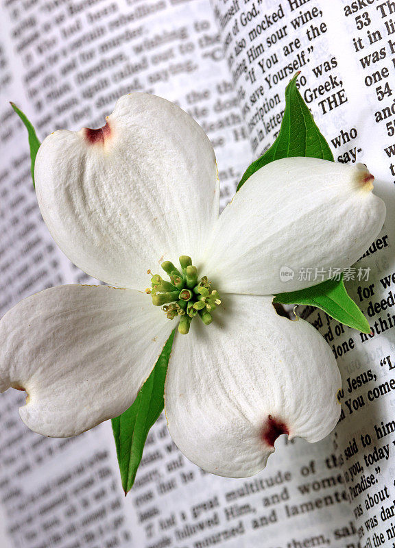 复活节圣经圣经与白色山茱萸花
