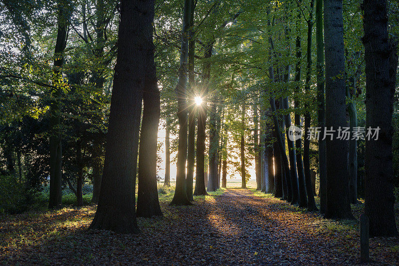 阳光穿过森林中的橡树