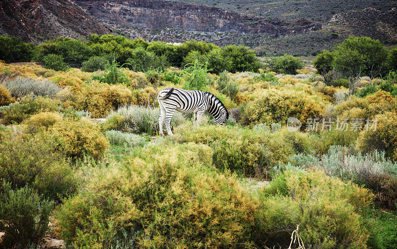 斑马吃草，西开普省，南非。