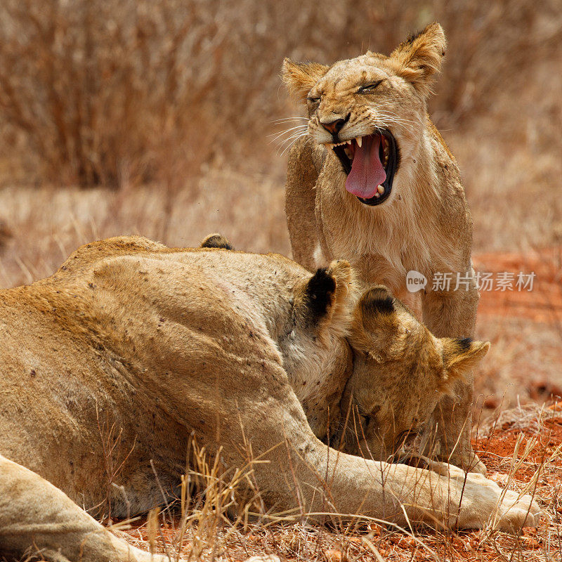 肯尼亚的狮子