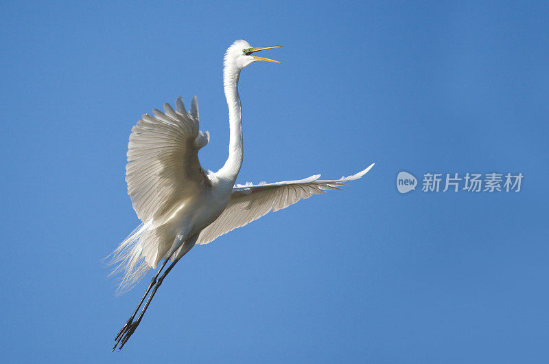 飞行中的大白鹭