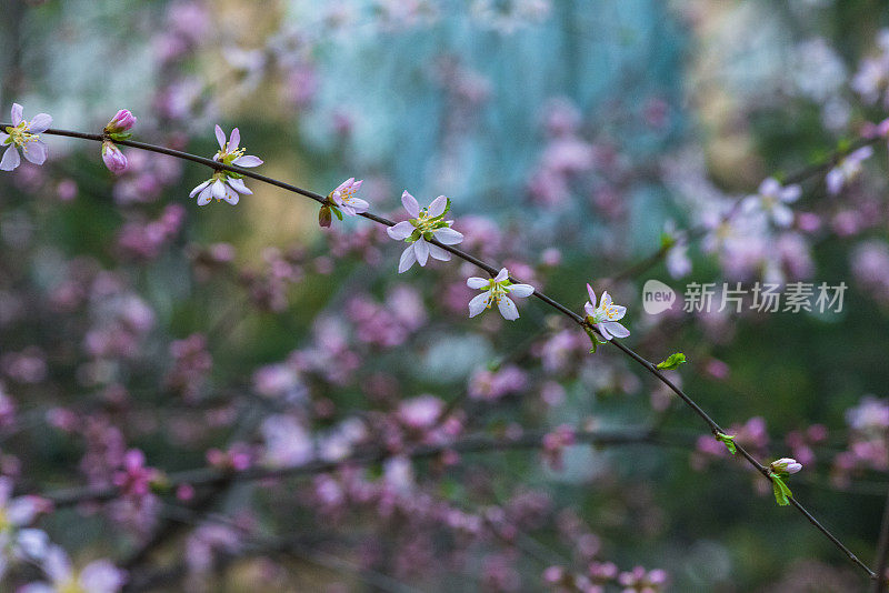 草地上的花