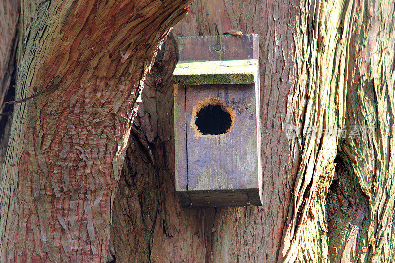 小木巢箱形象挂在树上，啄木鸟受损