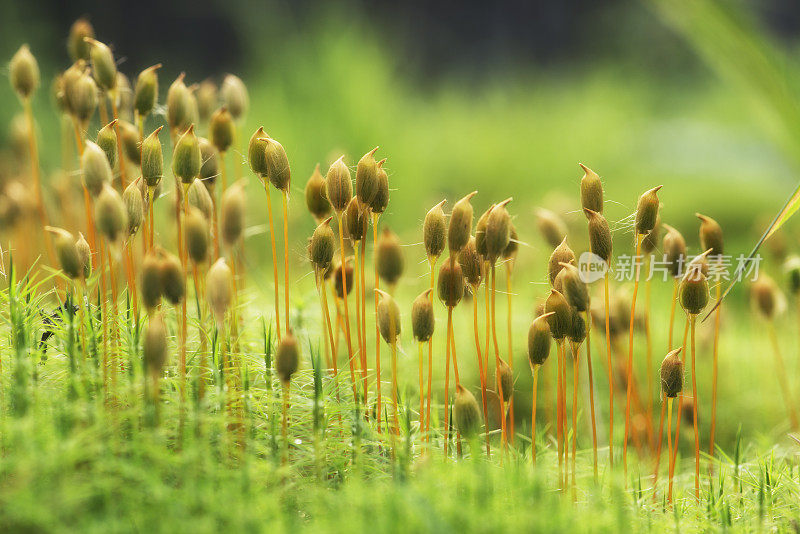 毛冠苔藓的花序