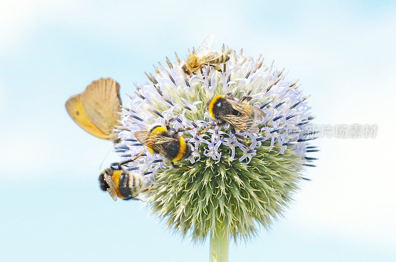 蝴蝶、蜜蜂和大黄蜂在地球蓟花头上