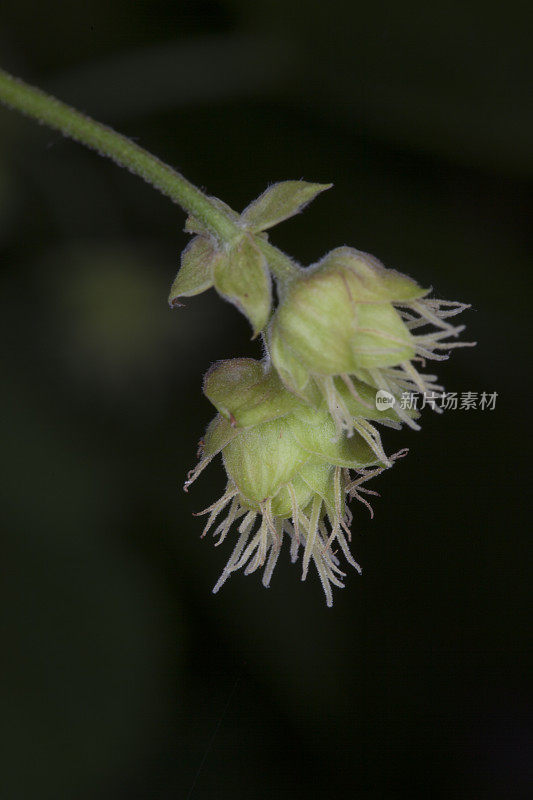 年轻的啤酒花植物