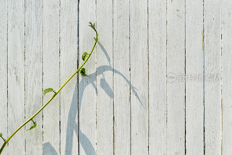 攀缘植物卷须生长在旧木篱笆上。