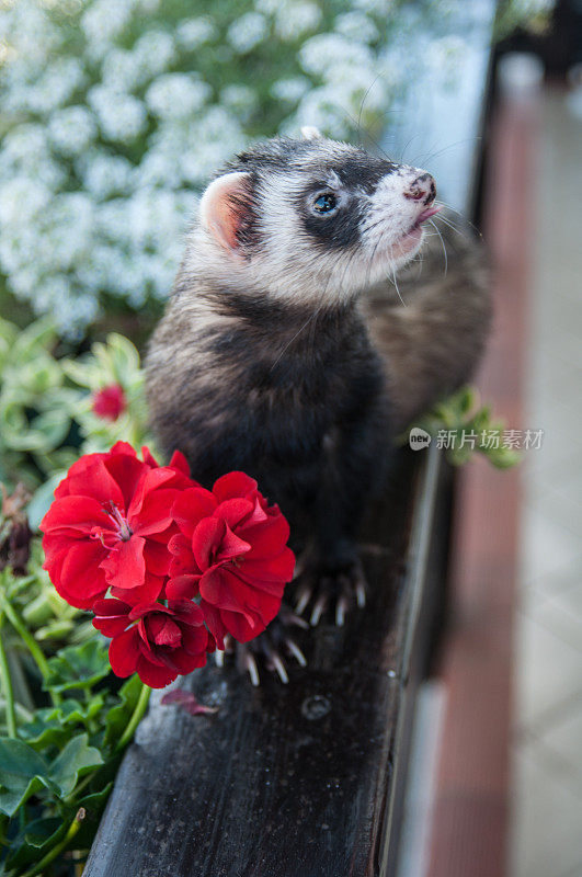 雪貂和鲜花